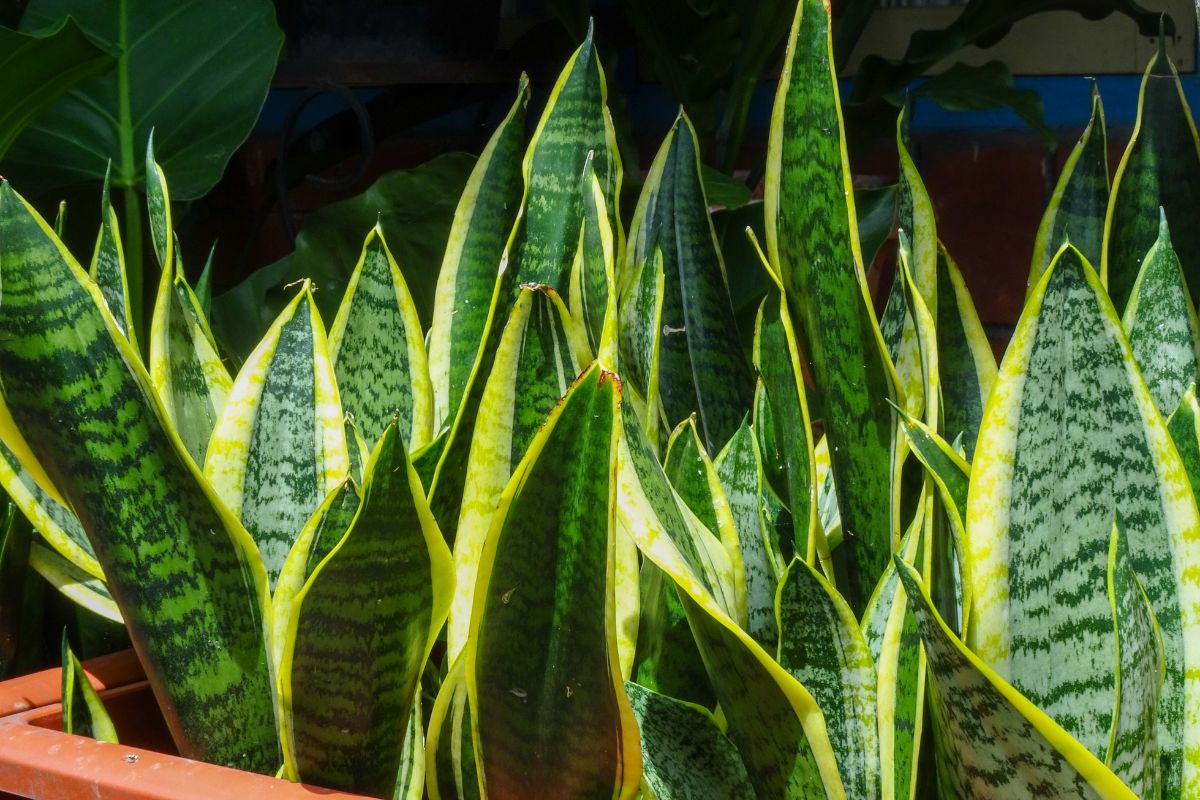Cómo saber cuándo trasplantar Sansevieria
