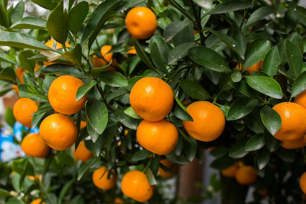 Cómo cultivar mandarinas en casa