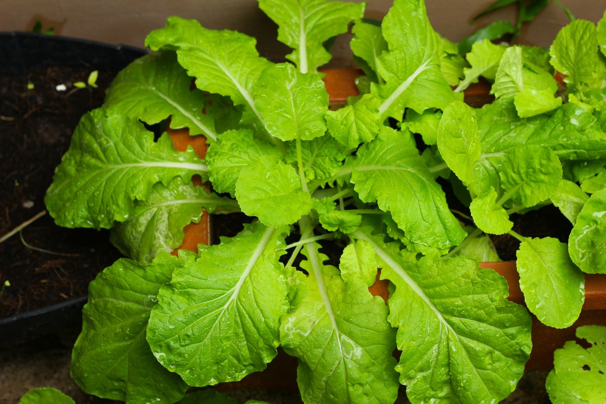 Cultivo de grelos en casa: ¡consejos para el éxito!