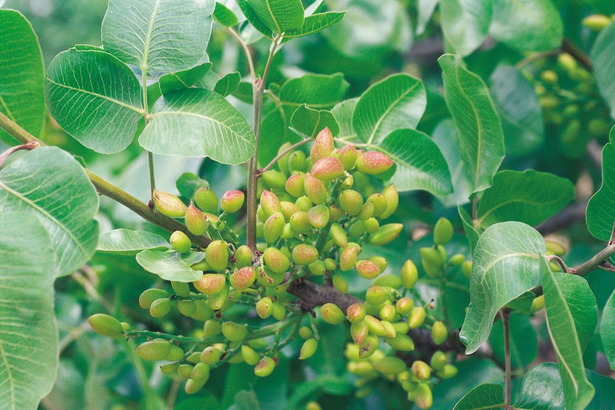 Planta de pistacho: cómo cultivarla y cuánto tardará en dar los primeros frutos