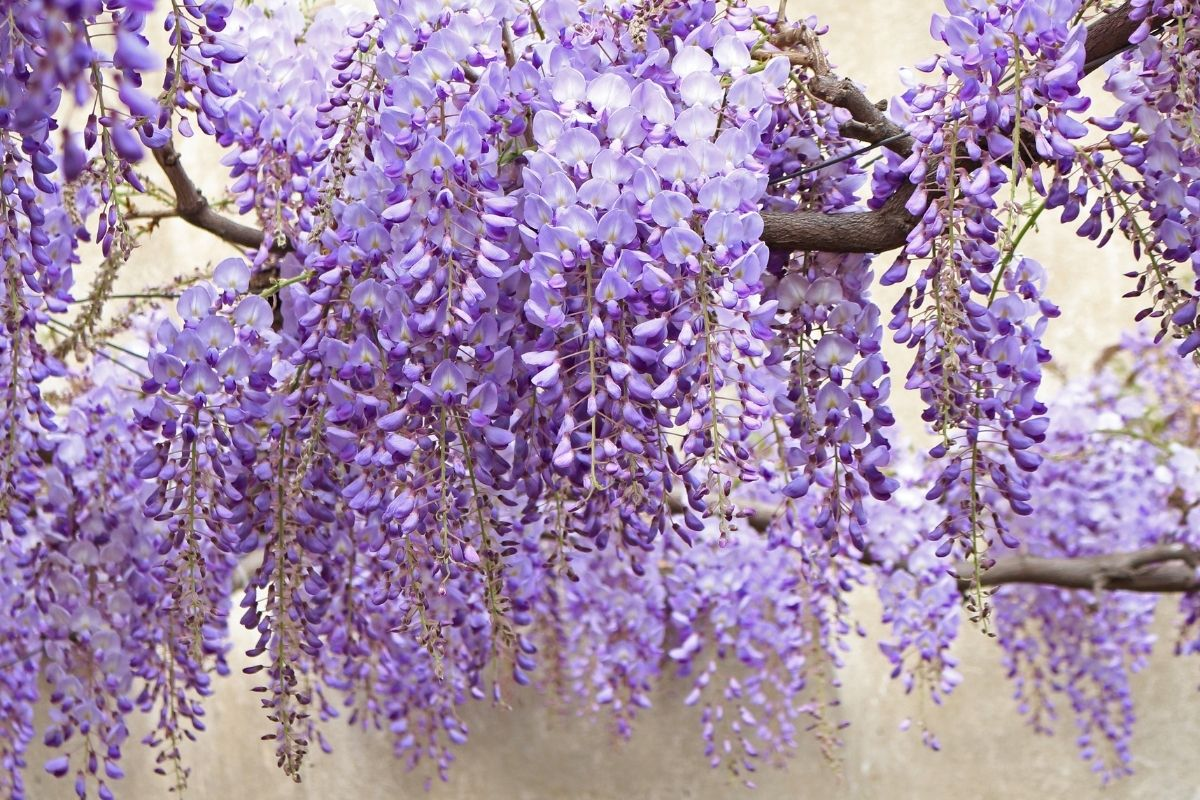 Las 8 mejores plantas trepadoras para cubrir la pérgola: ¡no pierden las hojas!
