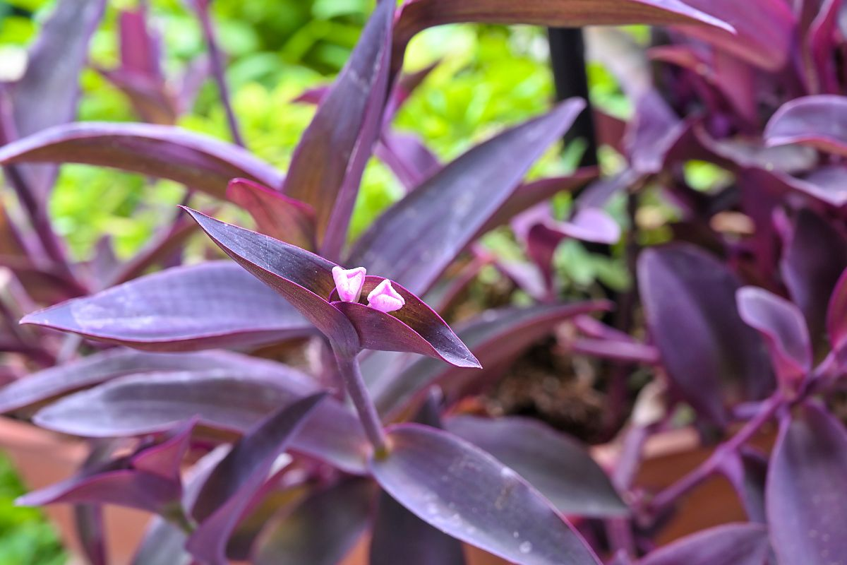 Tradescantia, como propagar esta hermosa planta