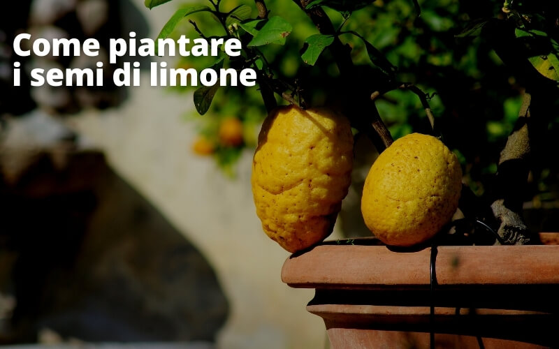 Los mejores fertilizantes para limones: descubramos cuáles elegir