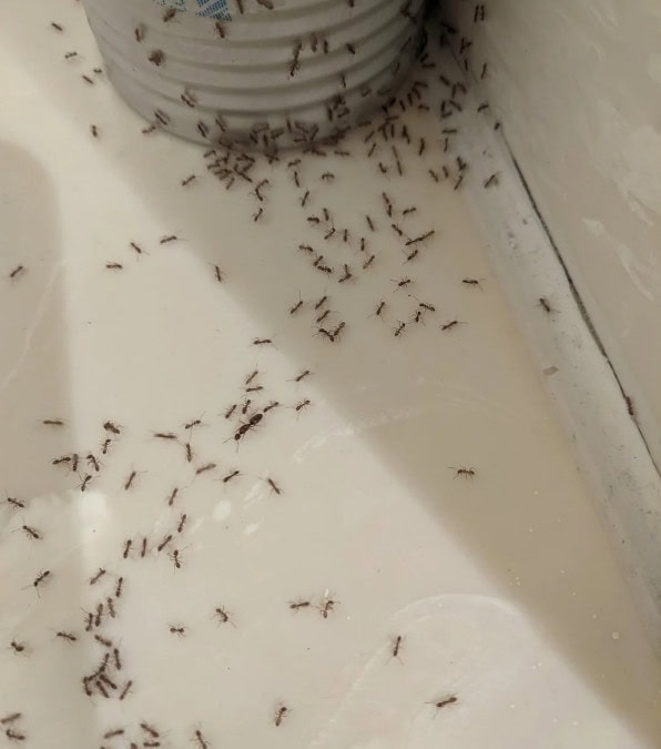 Cómo mantener alejadas a las hormigas durante un picnic con 6 precauciones muy sencillas