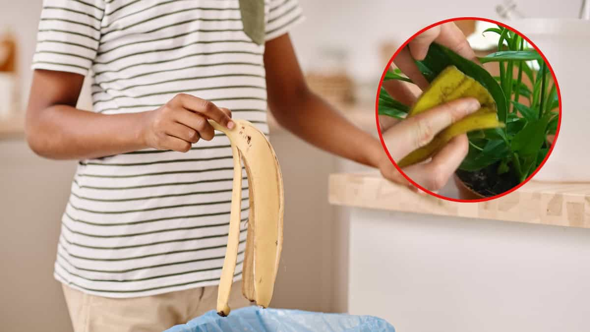 Reutilización creativa de las cáscaras de plátano: descubre todos los usos sorprendentes que no imaginabas