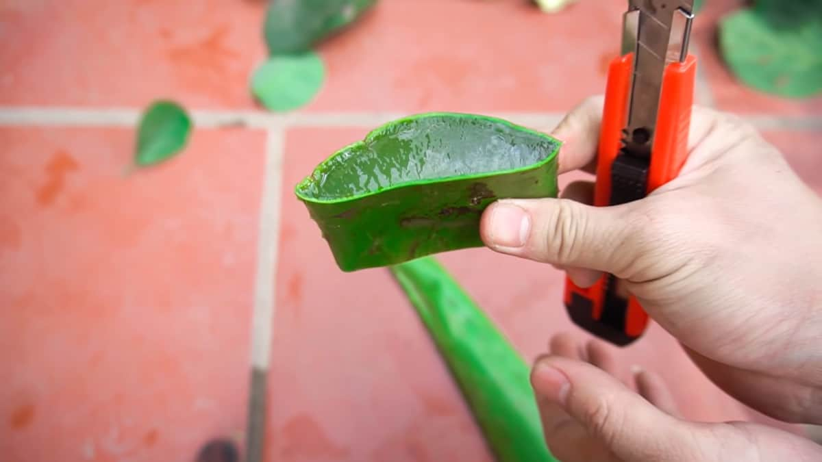 Utilice aloe vera como agente de enraizamiento para desarrollar nuevas plántulas.