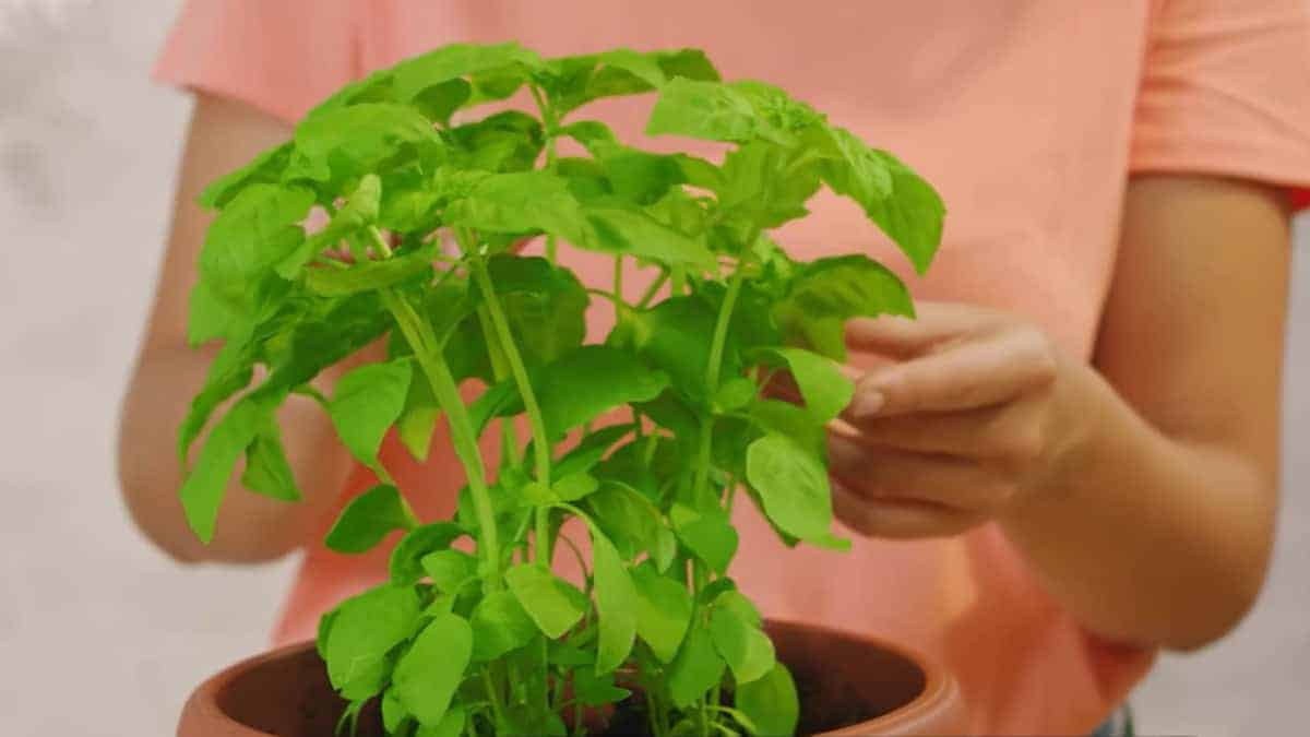 Cómo conservar mejor las hojas de albahaca: técnicas con las que se garantiza experimentar