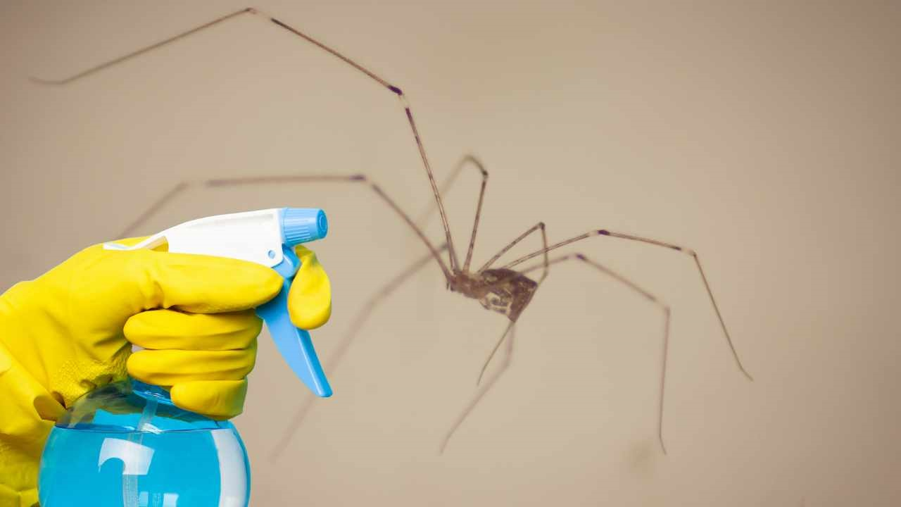 Cómo eliminar todas las arañas de tu casa fácilmente