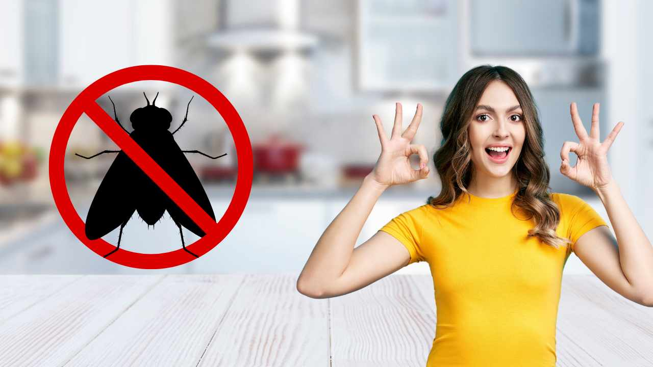 ¿Te persigue el zumbido de las moscas dentro de casa? Utiliza estos repelentes naturales y prepárate para decir adiós