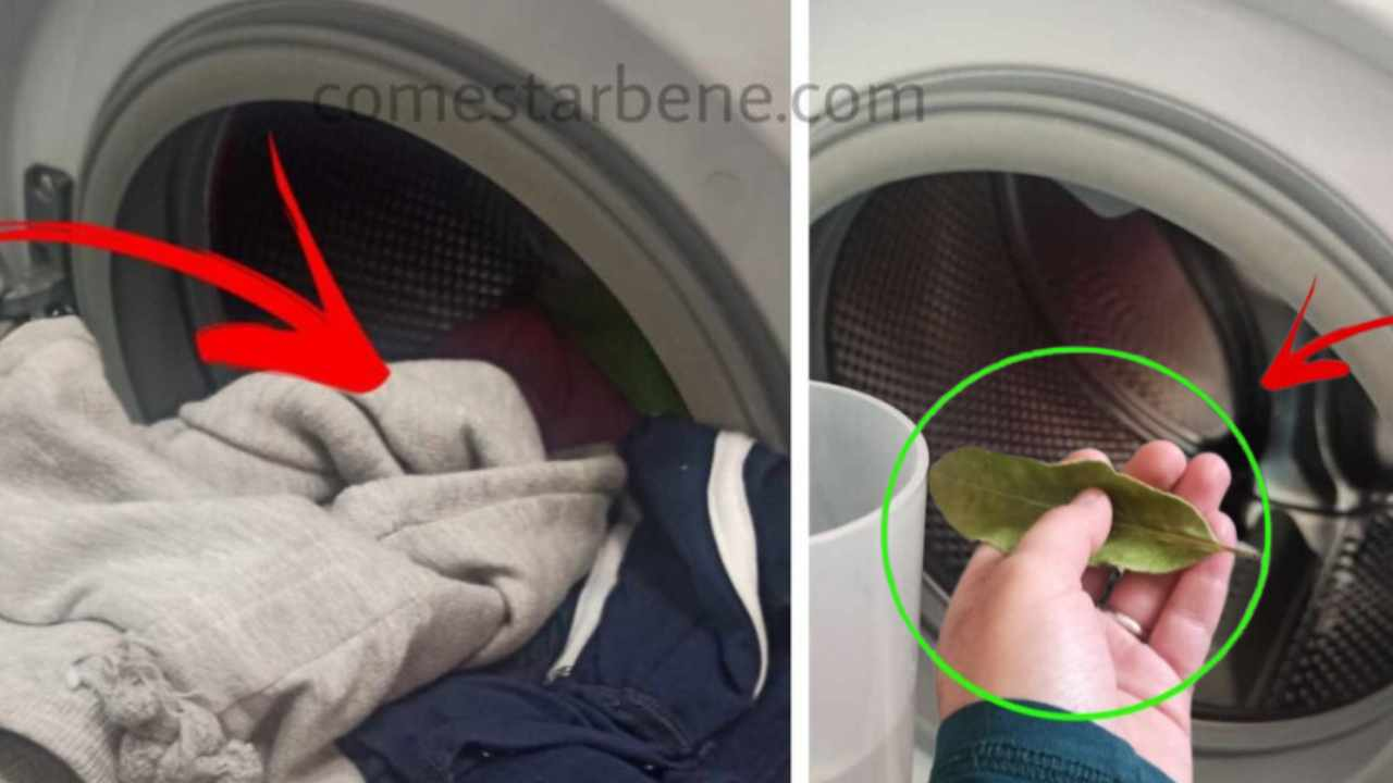 Desde que me lo dijeron y lo probé, siempre meto hojas de laurel en la lavadora. ¡Tú también tienes que hacerlo!