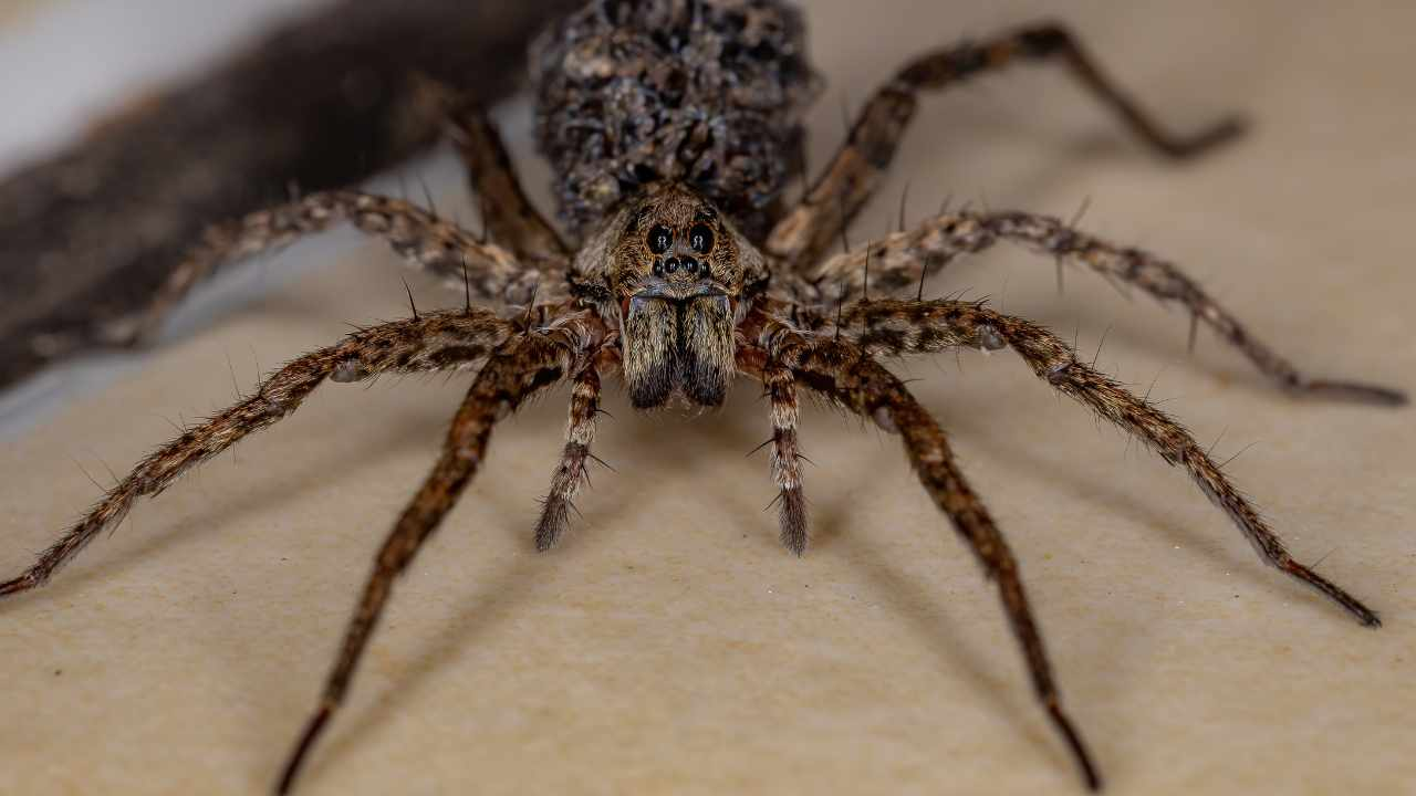 Cómo reconocer la araña lobo en tu casa y qué hacer si ves una