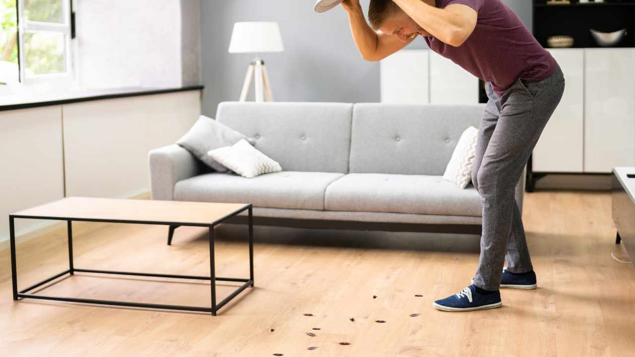 Coloca algunas en lugares estratégicos de tu hogar y dirás adiós a las cucarachas para siempre