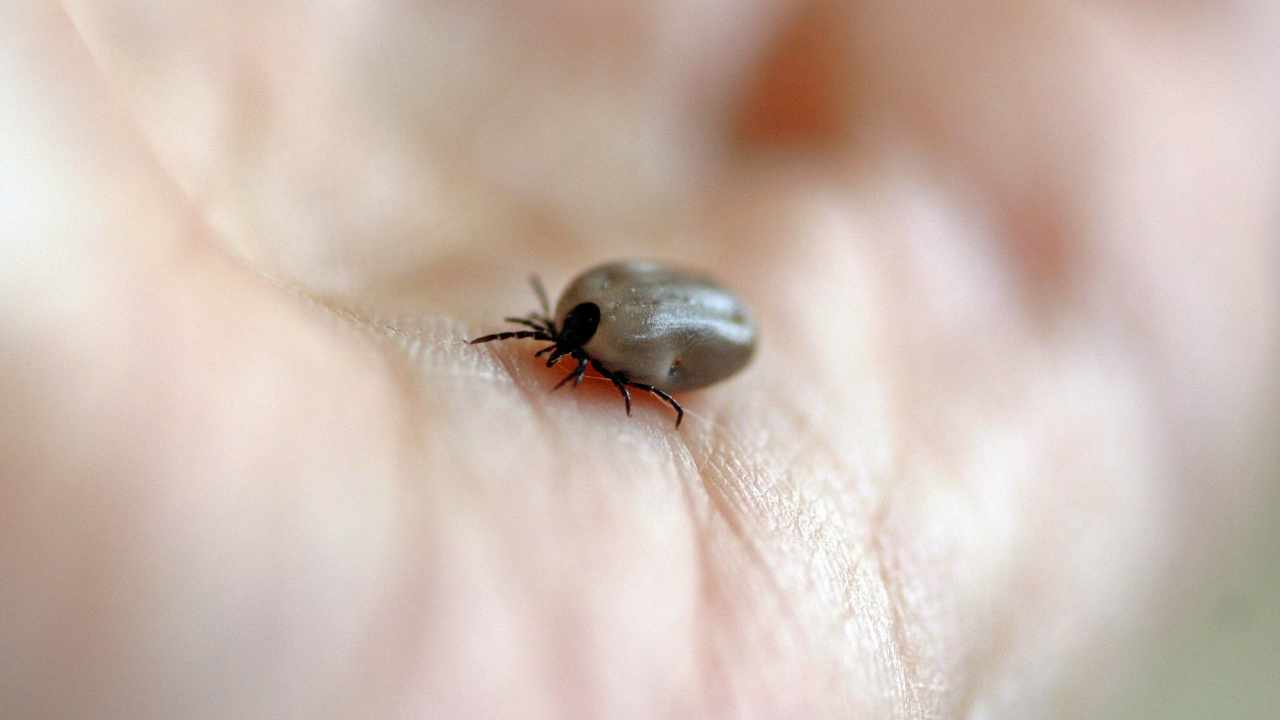 Si has encontrado garrapatas en tu jardín, utiliza estos secretos naturales: se mantendrán alejadas