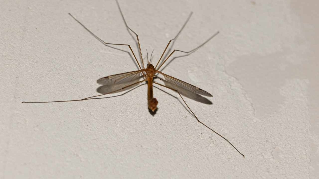 ¿Alguna vez has visto este mosquito gigante? ¿Es peligroso? Todo lo que debes saber