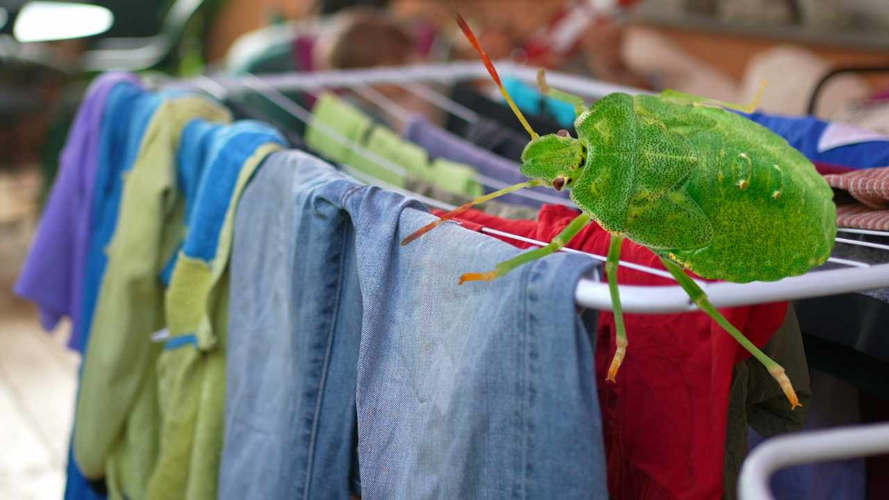 Trampa para chinches, para que dejen en paz tu ropa: necesitas dos botellas