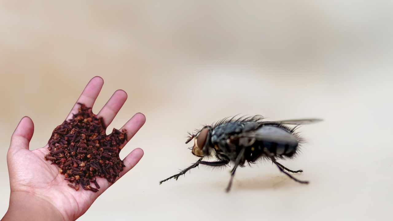 7 remedios (totalmente naturales) para decir adiós a las moscas en casa: te sorprenderás