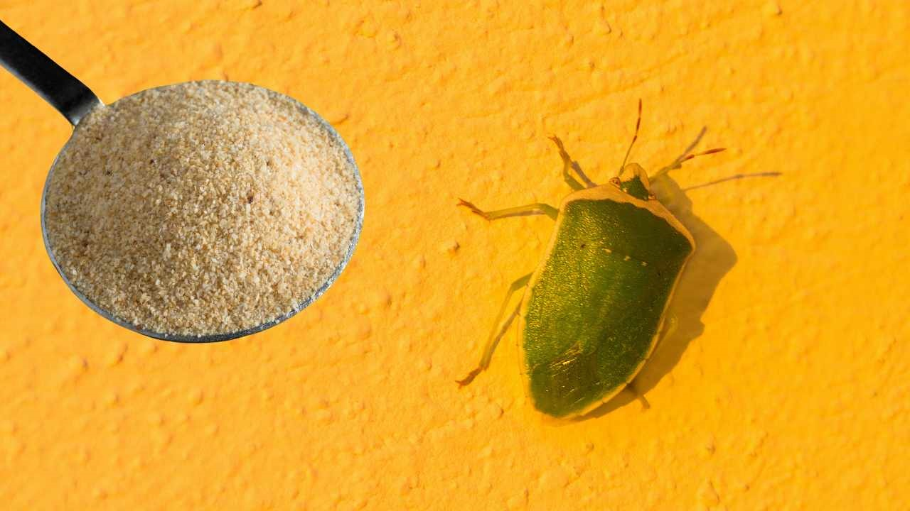 6 remedios naturales (100%) para acabar con las molestas chinches de tu hogar