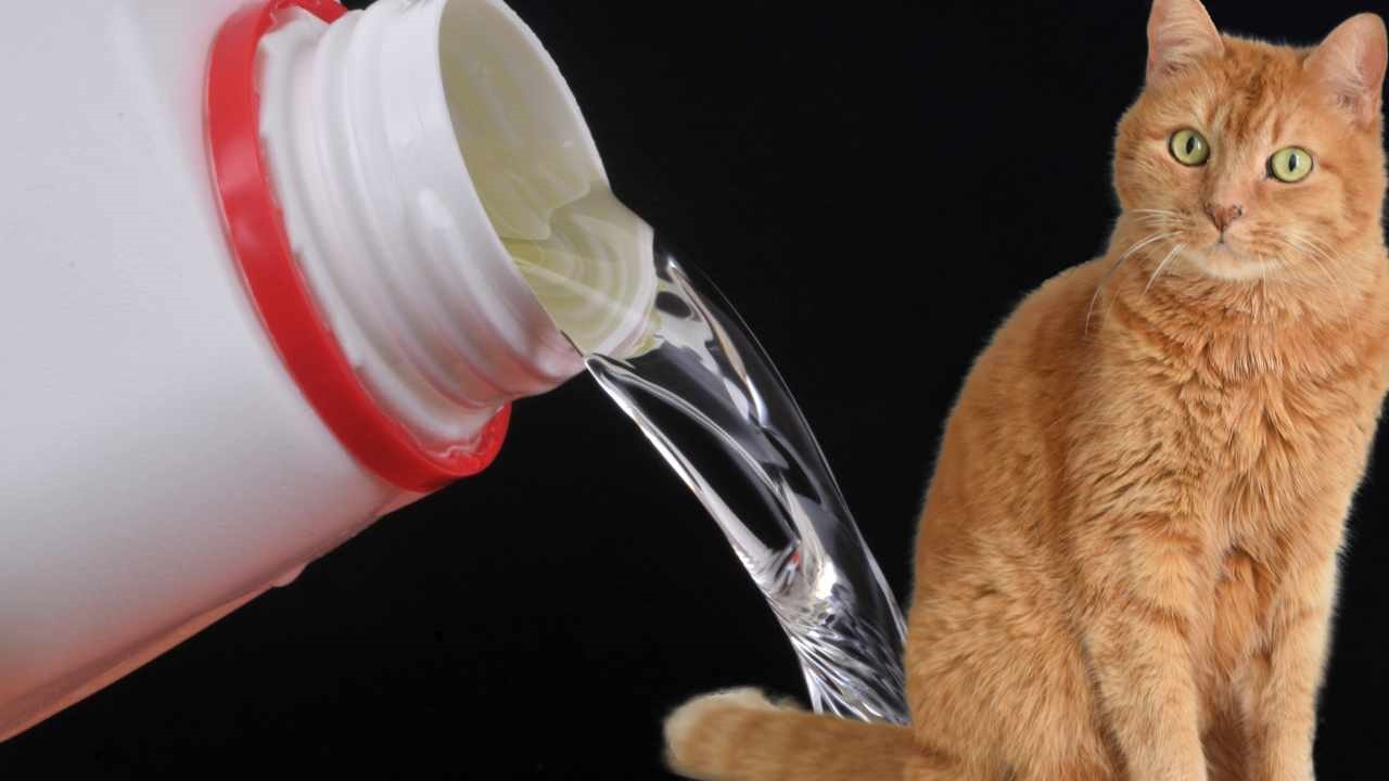 ¿Por qué a los gatos les gusta el olor a lejía? esta es la respuesta