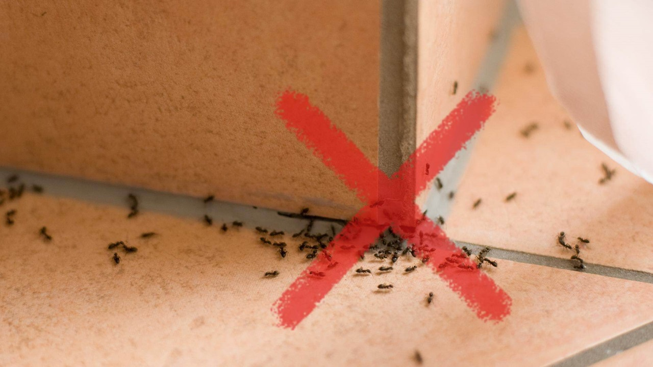 El TRUCO más sencillo (a nadie se le ocurre nunca) para mantener alejadas a las hormigas de tu casade’