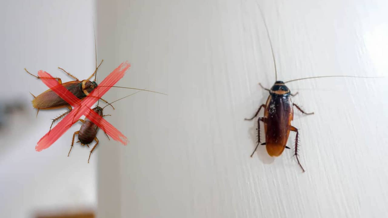 3 insecticidas naturales para eliminar cucarachas