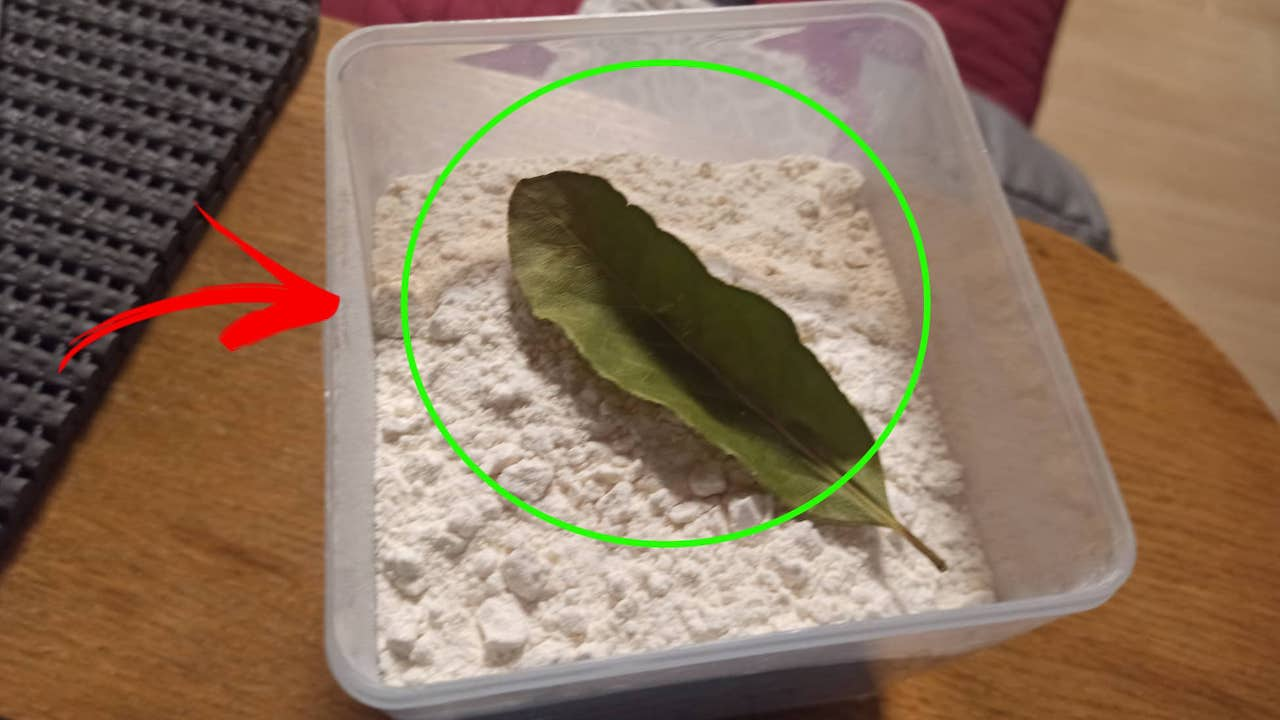 Pon las hojas de laurel en la harina: no lo creerás pero…