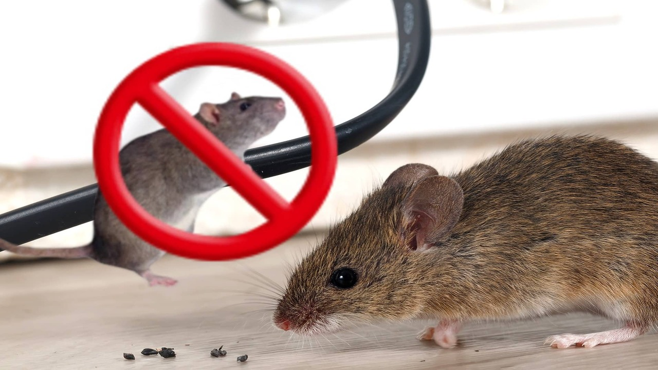 Cómo mantener a los ratones alejados de nuestras casas