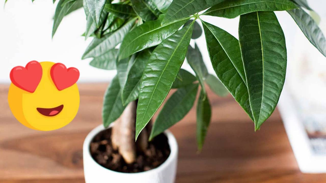 ¡La planta de la suerte perfecta para regalar a tus seres queridos o para ti!