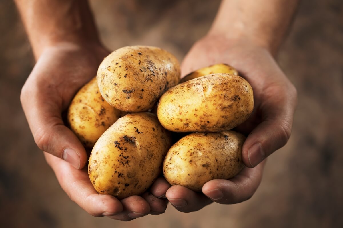 5 consejos para evitar que las patatas broten
