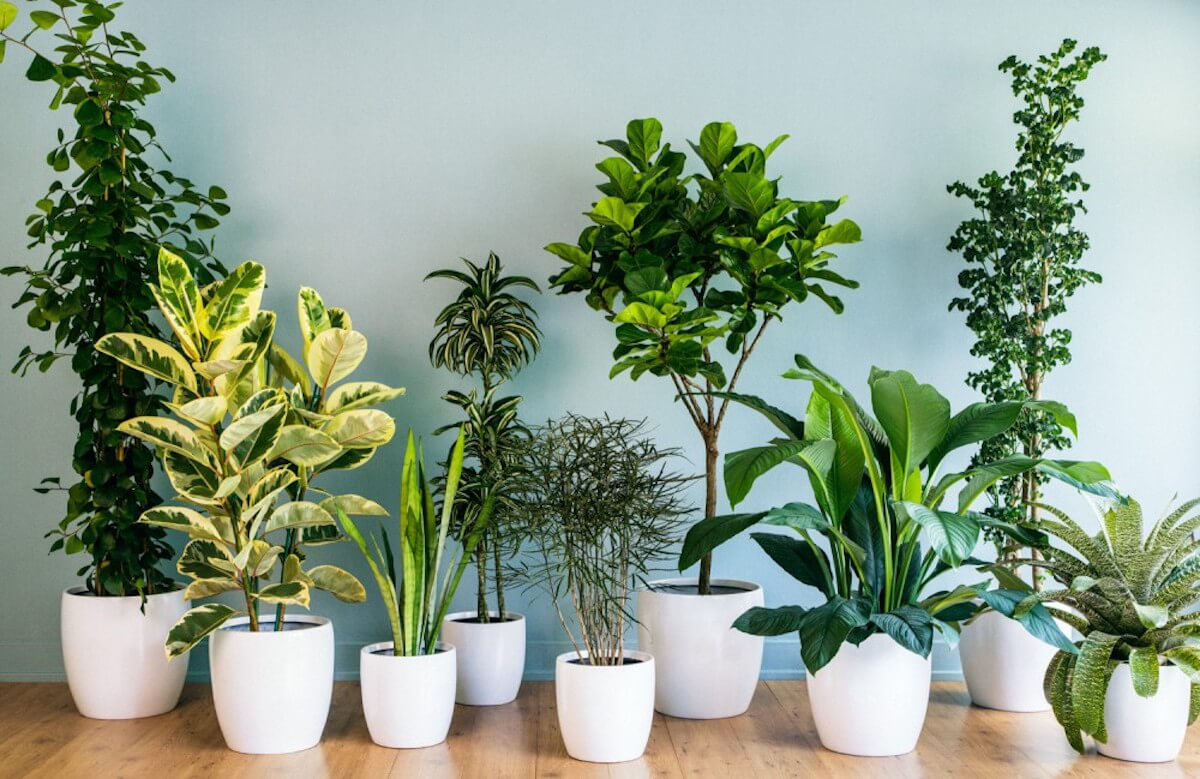 4 trucos para que las plantas florezcan todo el año