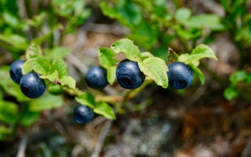 Cómo cultivar arándanos en tu jardín