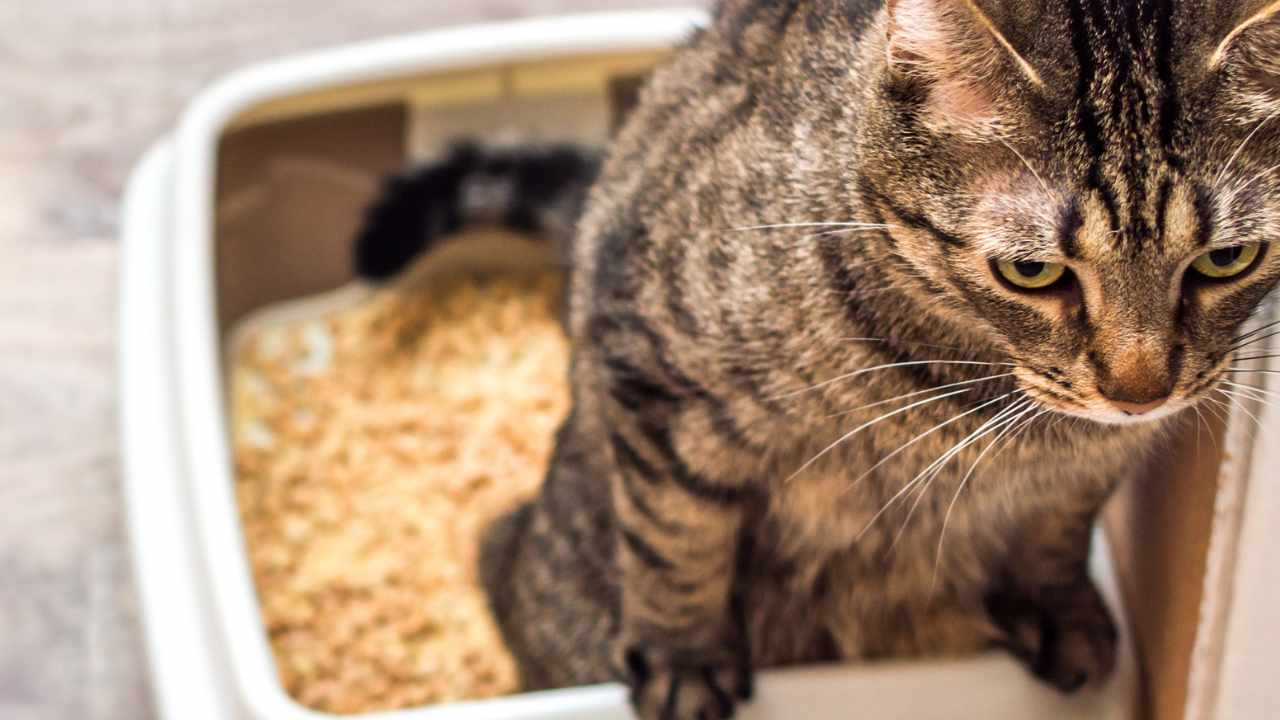 Cómo quitar las manchas de pis de gato en casa con instrucciones súper detalladas