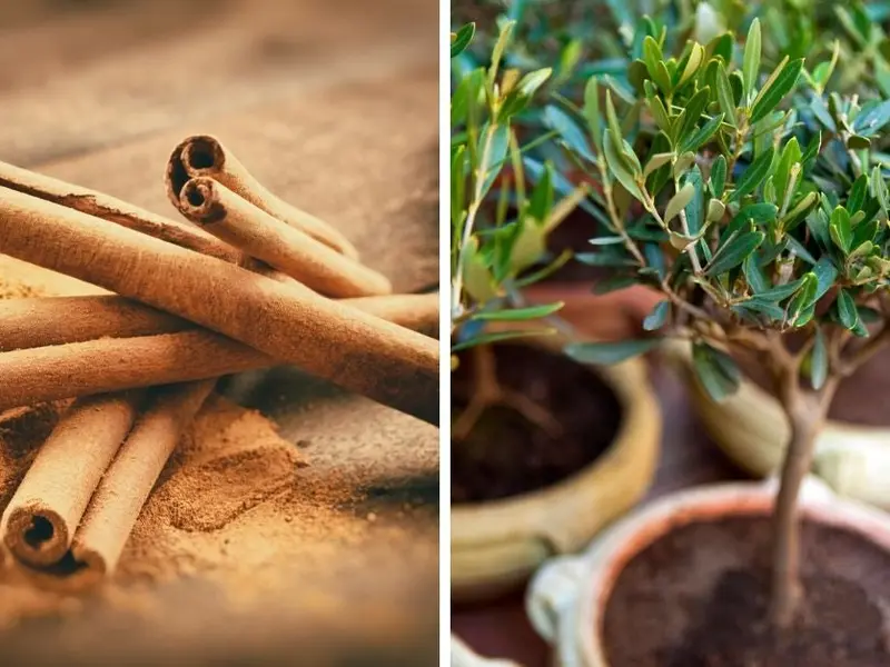 Cómo cultivar canela en casa para que jamás falte en tus postres