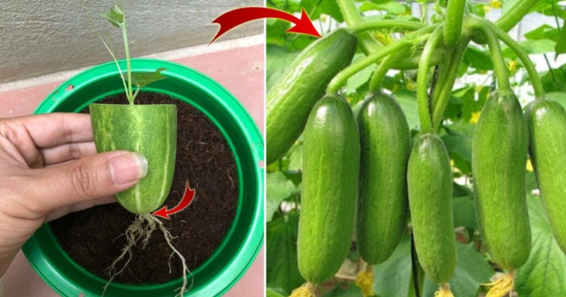 Me sorprendió propagar pepinos de esta manera.