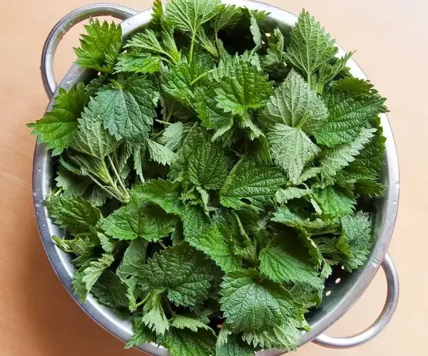 Libera la versatilidad de la ortiga: 11 formas indoloras de aprovechar su poder