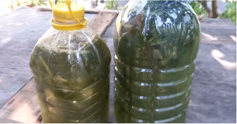 ¡Impulsa tu jardín con el poder de las cáscaras de plátano!