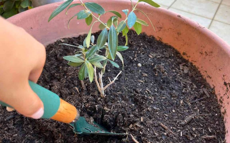 Ulivo Bonsai Valiosos Consejos Para Una Larga Vida C Mo Cultivarlo Trucos De La Abuela