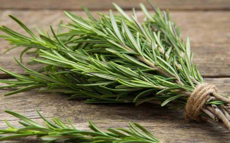 ROMERO, CON EL TRUCO DE LA RAMA LO PROPAGARÁS SIN FIN GRATIS