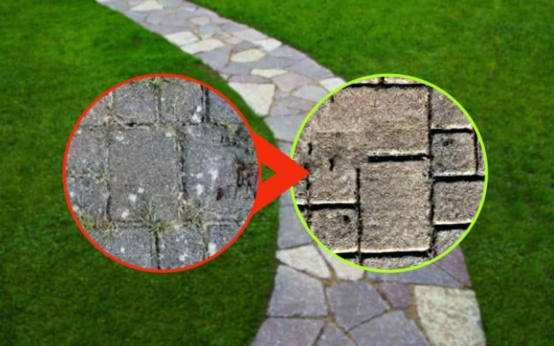 Losas con líquenes: cómo eliminar las malas hierbas de los pisos exteriores