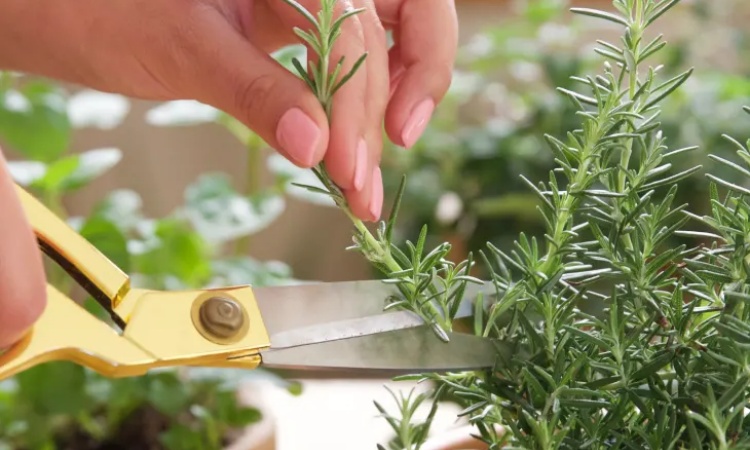 Cómo cultivar plantones de alecrín