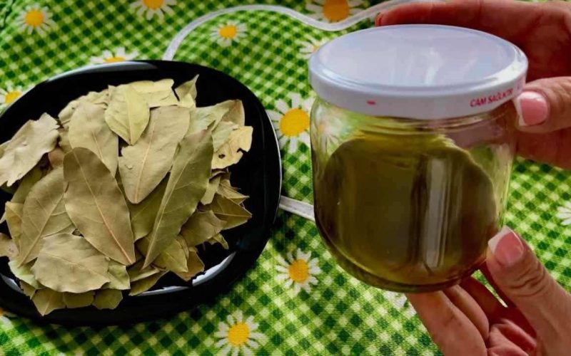 Hojas de laurel encurtidas en un vaso de aceite: innumerables beneficios instantáneos