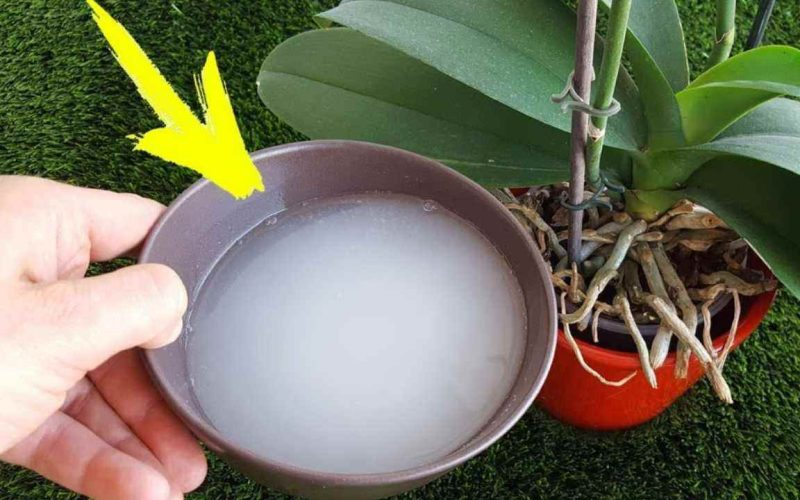 HACE AÑOS QUE NO FLORECE, AHORA ESTÁ LLENO DE BROTES: NUNCA HA CRECIDO TAN RÁPIDO