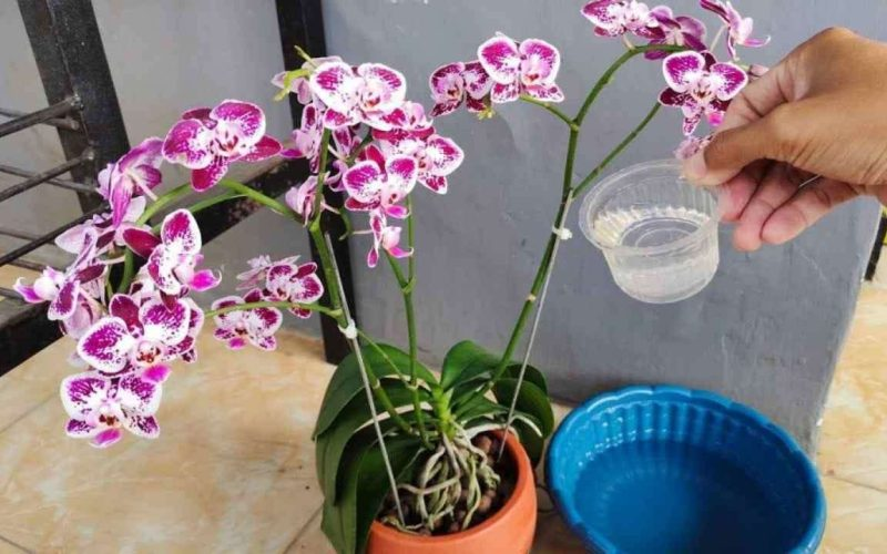 SI QUIERES UNA ORQUÍDEA GRANDE CON MUCHAS HOJAS BRILLANTES, RIÉGALA CON ESTO