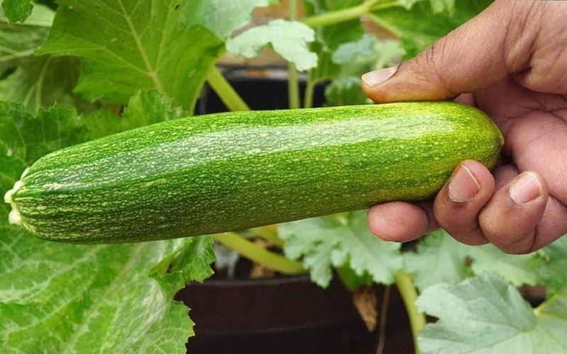 NUNCA PLANTES CALABACÍNES AL LADO DE ESTAS PLANTAS: UN ERROR COMETIDO POR MUCHOS