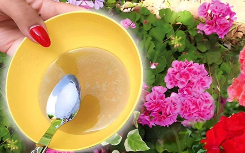 SI QUIERES UN JARDÍN QUE DA ENVIDIA A LOS VECINOS, UTILIZA ESTA MEZCLA MUY EFICAZ