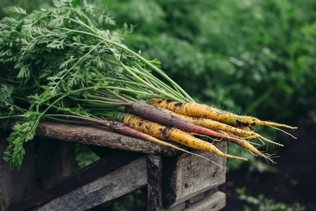 Siembra y plantación en septiembre + Ejemplo de plan de plantación