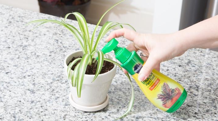 Cómo cultivar plantas araña