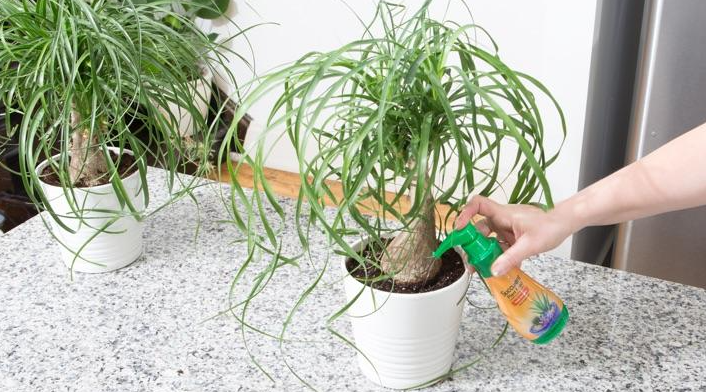 Cómo crecen las palmeras de cola de caballo