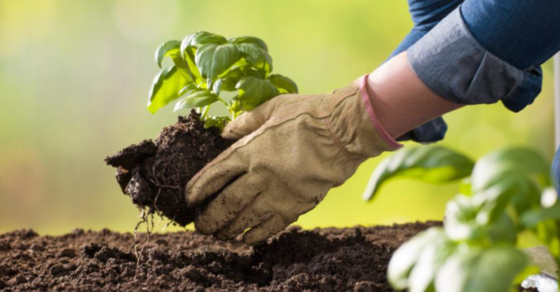 Cómo plantar casi cualquier cosa