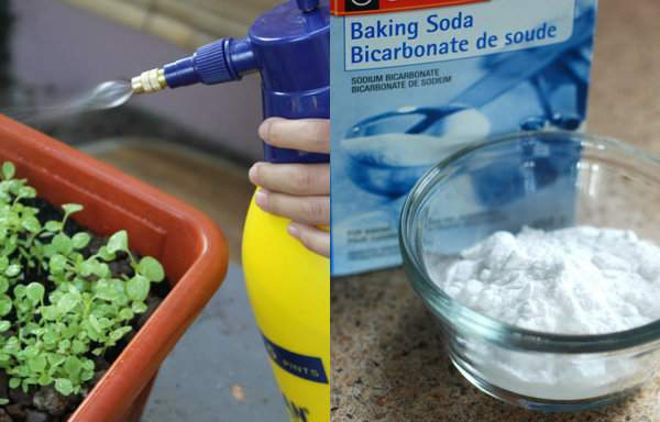 9 usos inteligentes del bicarbonato de sodio en el jardín.