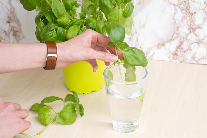 PROPAGACIÓN DE ALBAHACA POR ESQUEJES